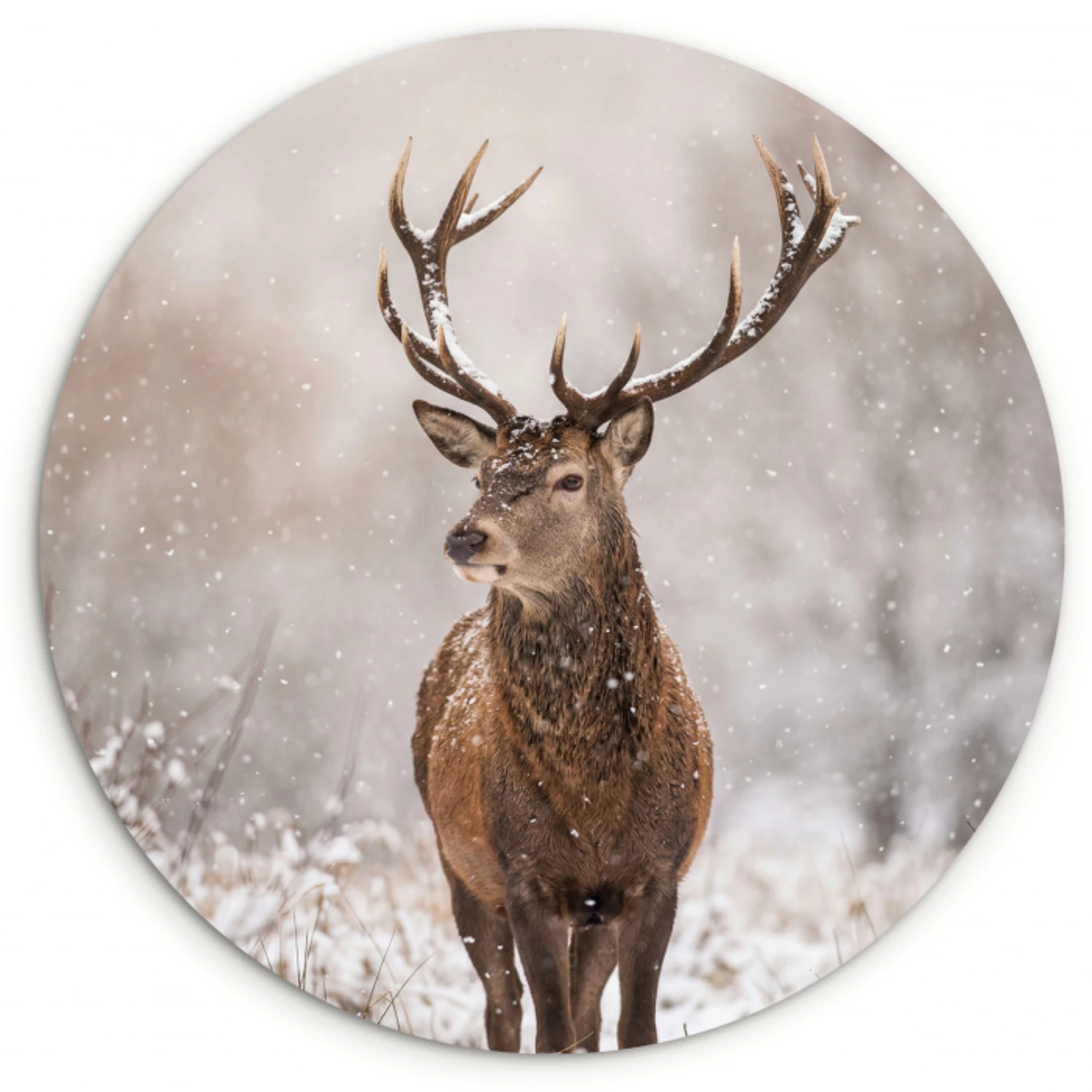 Edelhert - Bos - Sneeuw - Winter - Majestueus Wandcirkel kunststof plaat 5mm dik klein -3d