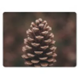 Dennenappel - Bos - Herfst - Bruin - Sfeervol muismat rubber klein -3d
