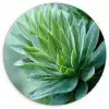 Blad - Plant - Groen - Textuur Wandcirkel kunststof plaat 5mm dik klein -3d