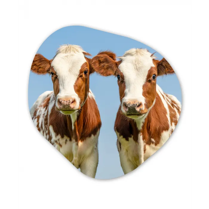 Koeien - Lucht - Dieren - Boerderij - Portret Wandcirkel Organisch Forex 3mm klein -3d