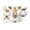 Retro - Ernst Haeckel - Insecten - Tuinposter - Tuin Muursticker klein -3d