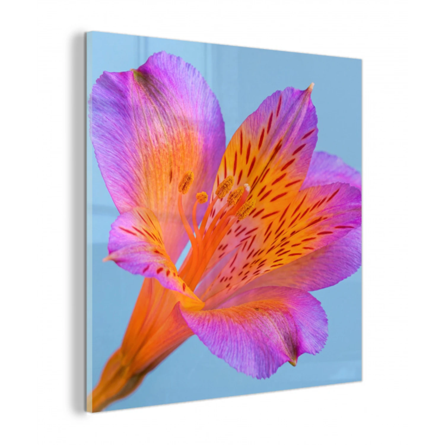 Bloem - Detail - Kleurrijk plexiglas 5mm klein -z3d