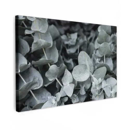 Natuur - Planten - Eucalyptus - Bladeren canvas 2cm klein -z3d