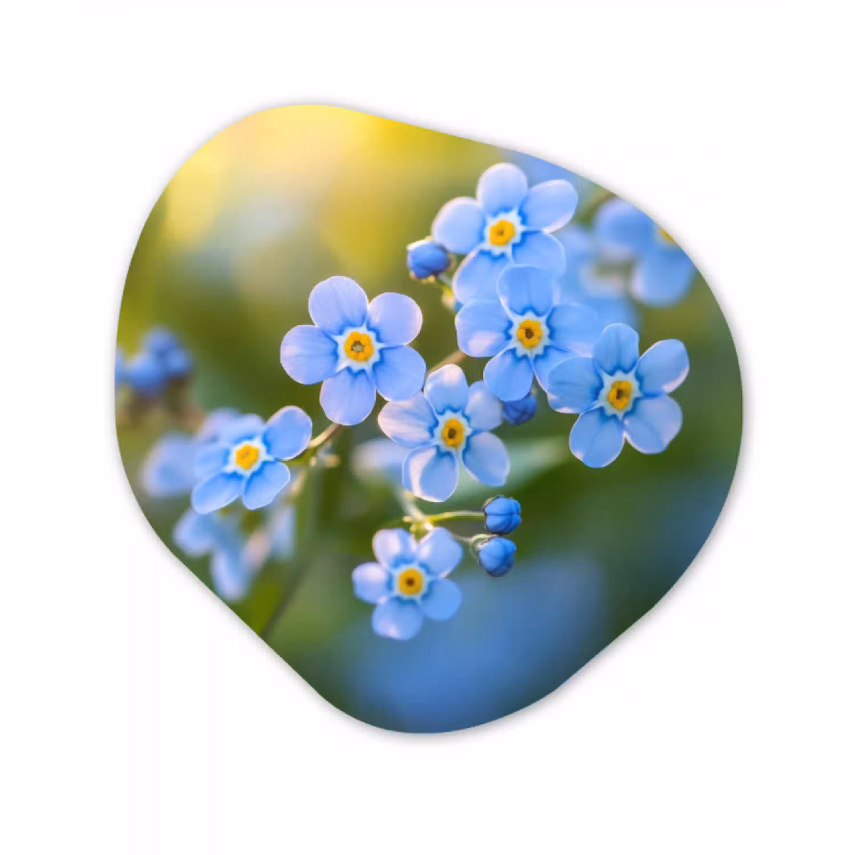 Bloemetjes - Blauw - Vergeet mij nietjes Wandcirkel Organisch Plexiglas middel -3d
