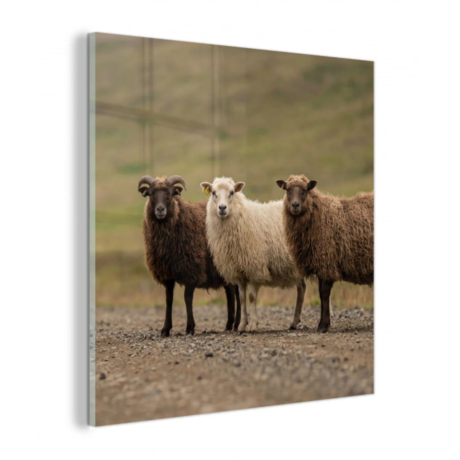 Schapen - Bruin - Wit - Grindpad plexiglas 5mm klein -z3d