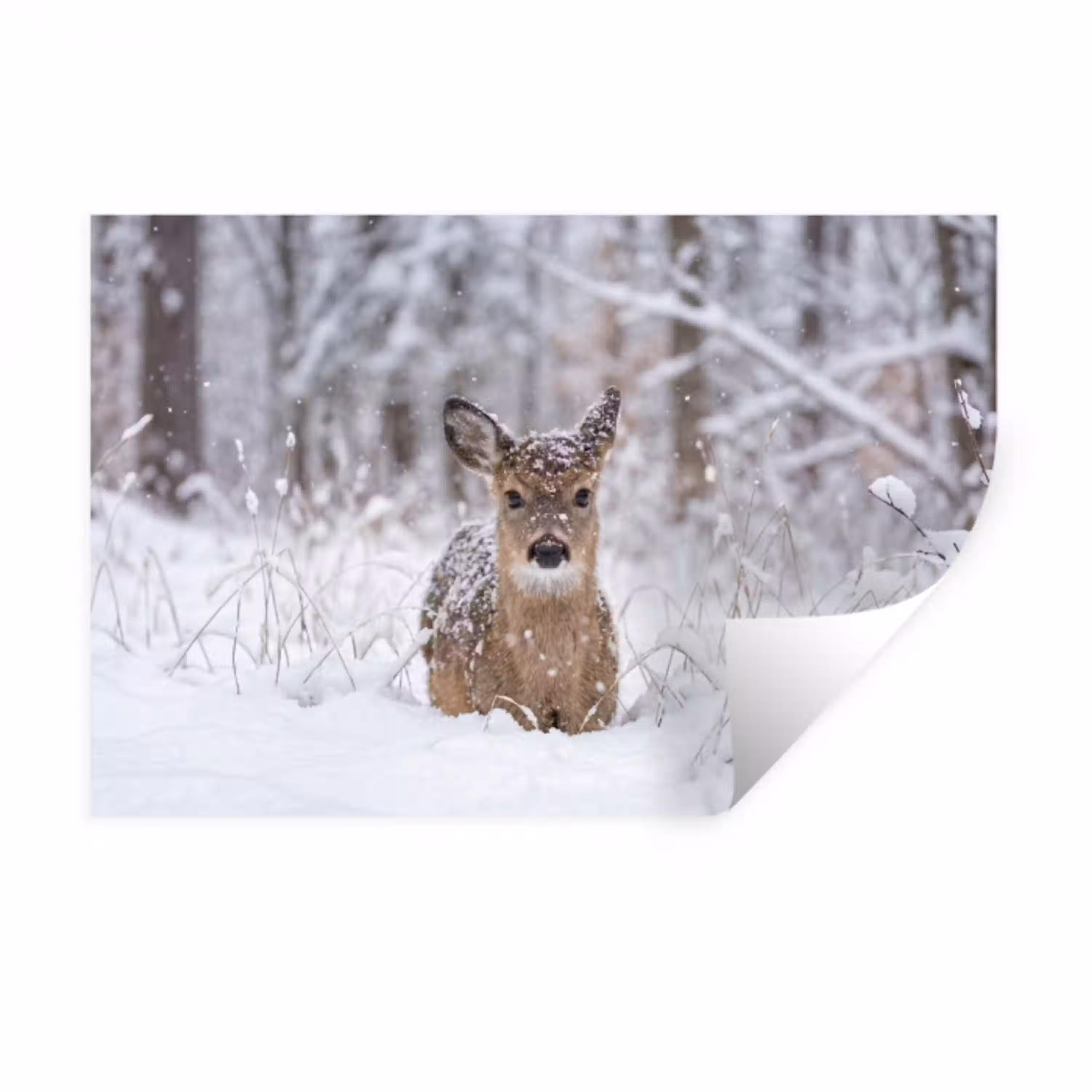 Hert - Sneeuw - Bos - Dieren - Vertederend Muursticker klein -3d