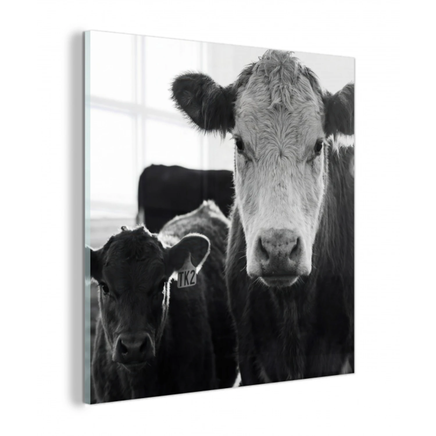 Koeien - Zwart - Wit plexiglas 5mm klein -z3d