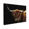 Hooglander tegen Zwarte Achtergrond Tuinposter op houten frame 2 cm dik klein -3d