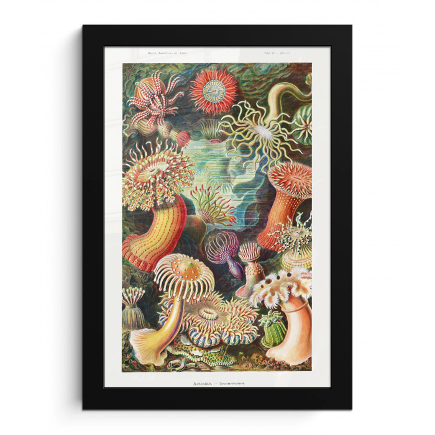 Ernst Haeckel - Anemoon - Retro - Natuur - Planten - Zee fotolijst zwart zonder passe partout klein -3d
