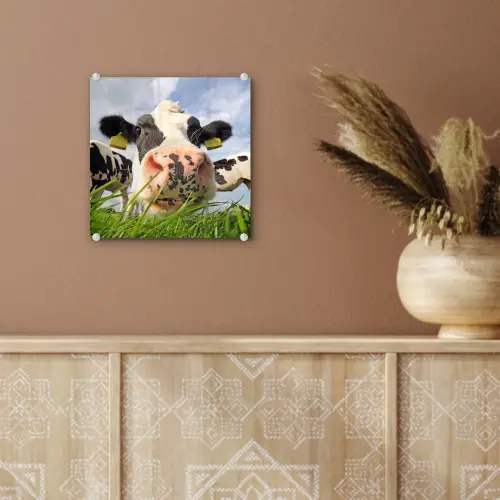 Koe - Boerderij - Gras - Dieren plexiglas 5mm klein -sfeer5
