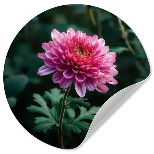 Blad - Chrysant - Roze - Schaduw Wandcirkel behangsticker klein -3d