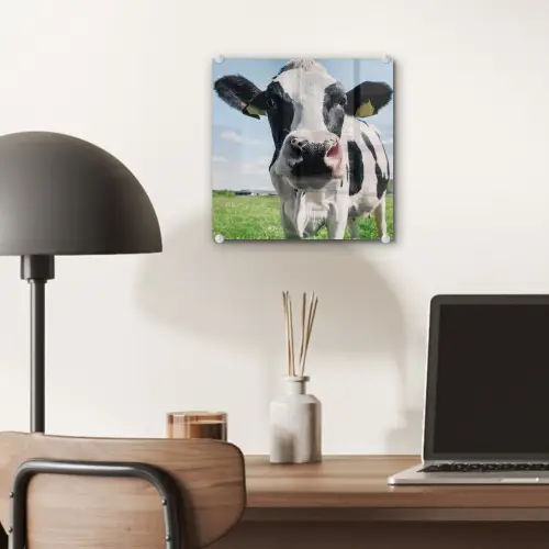 Koe - Weiland - Natuur - Dieren - Gras plexiglas 5mm klein -sfeer6