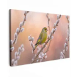 Groenling - Katjes - Lente - Natuur - Zacht canvas 2cm klein -z3d