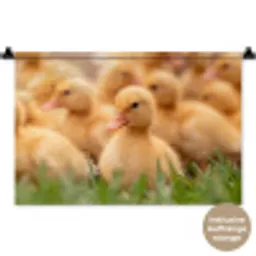 Pijltje - Eend - Natuur - Geel Wandkleed katoen klein -t3d_DE