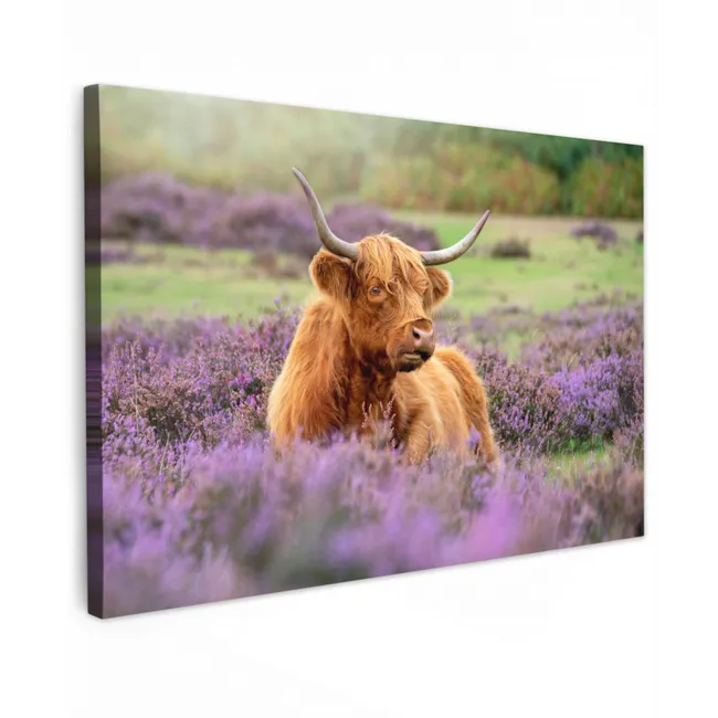 Buiten canvas - Hooglander in de Heide