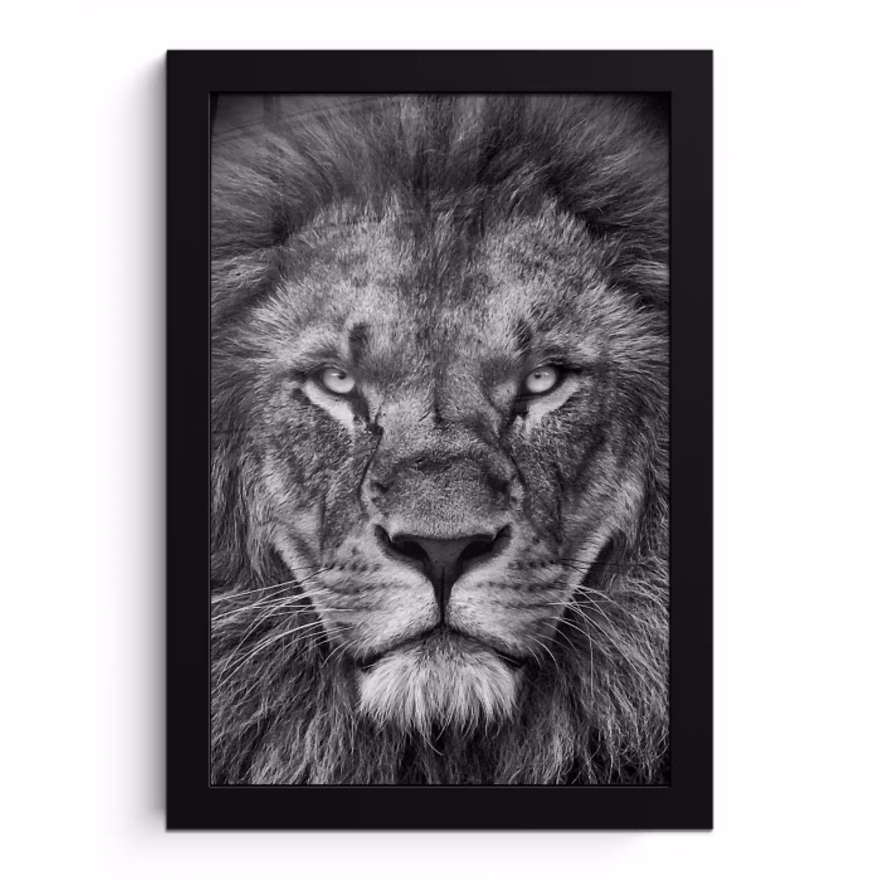 Dieren - Leeuw - Zwart - Wit - Portret fotolijst zwart zonder passe partout klein -3d