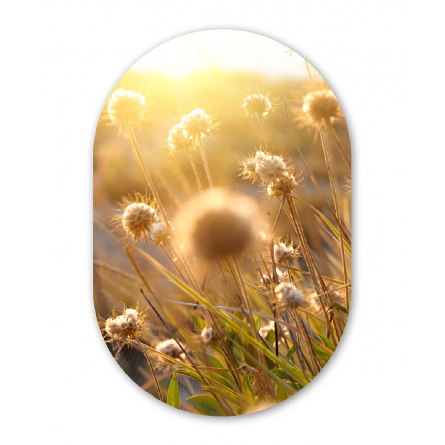 Planten - Natuur - Bloemen Wandcirkel Ovaal Forex klein -3d
