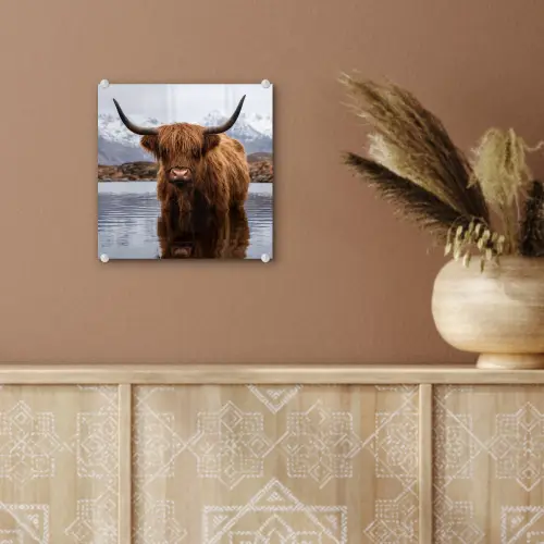 Schotse hooglander - Bruin - Water plexiglas 5mm klein -sfeer5