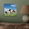 Koeien - Platteland - Weiland - Natuur - Dieren aluminium wit klein -sfeer2