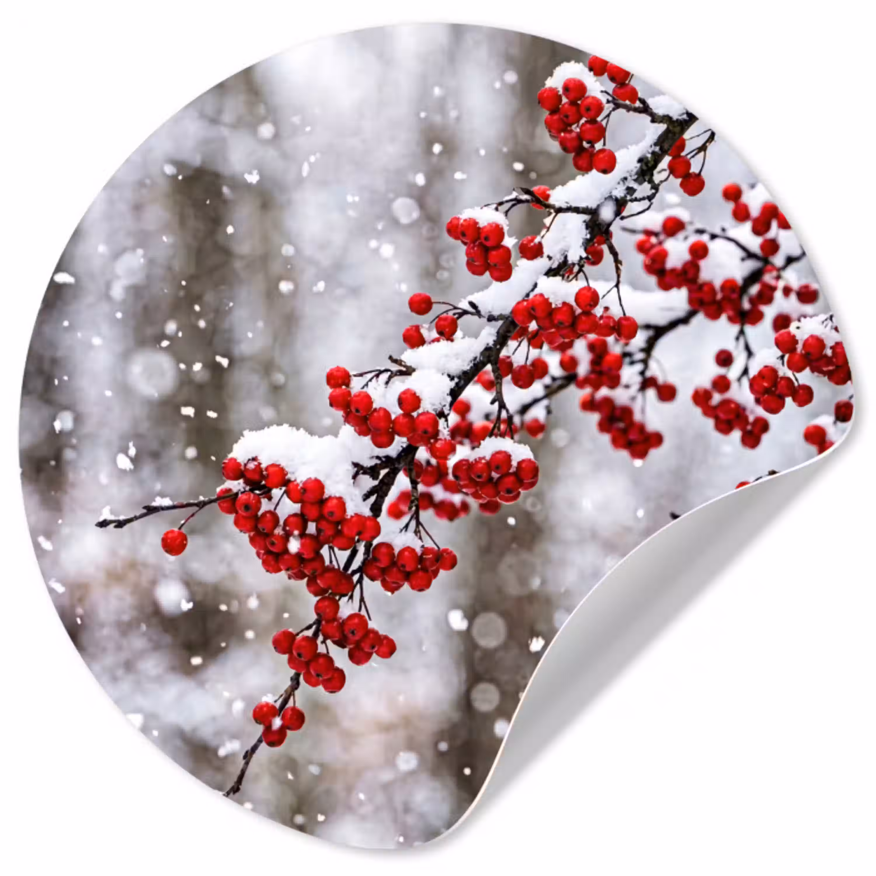 Bessen - Takken - Sneeuw - Winter - Kleurrijk Wandcirkel behangsticker klein -3d