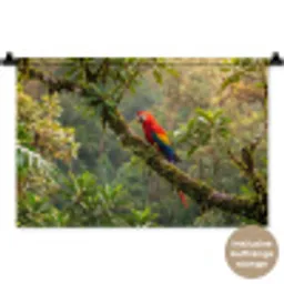 Ara - Jungle - Rood Wandkleed katoen klein -t3d_DE
