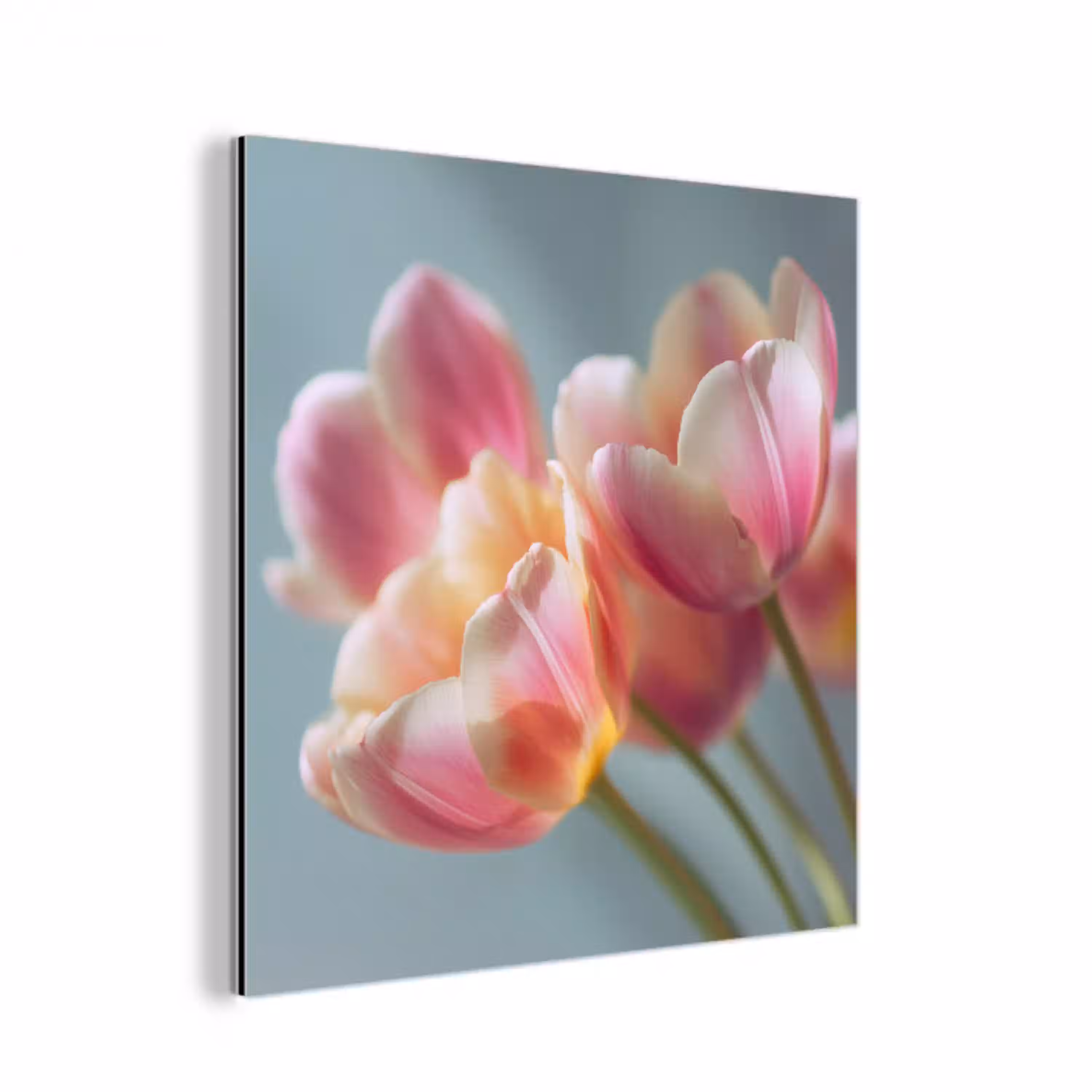 Tulpen - Roze - Stelen aluminium wit klein -3d
