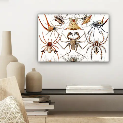 Retro - Spin - Ernst Haeckel - Spinnen canvas 2cm klein -sfeer6