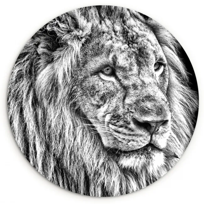 Portret - Leeuw - Zwart wit Wandcirkel kunststof plaat 5mm dik klein -3d