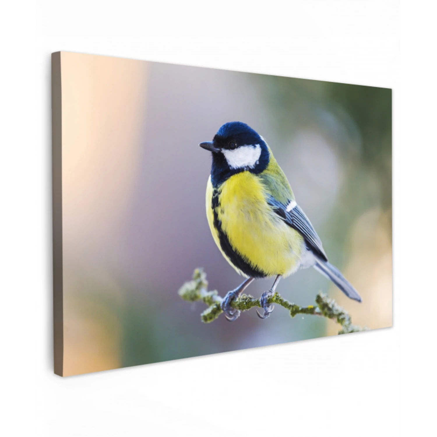 Koolmees op een Tak Tuinposter op houten frame 2 cm dik klein -3d