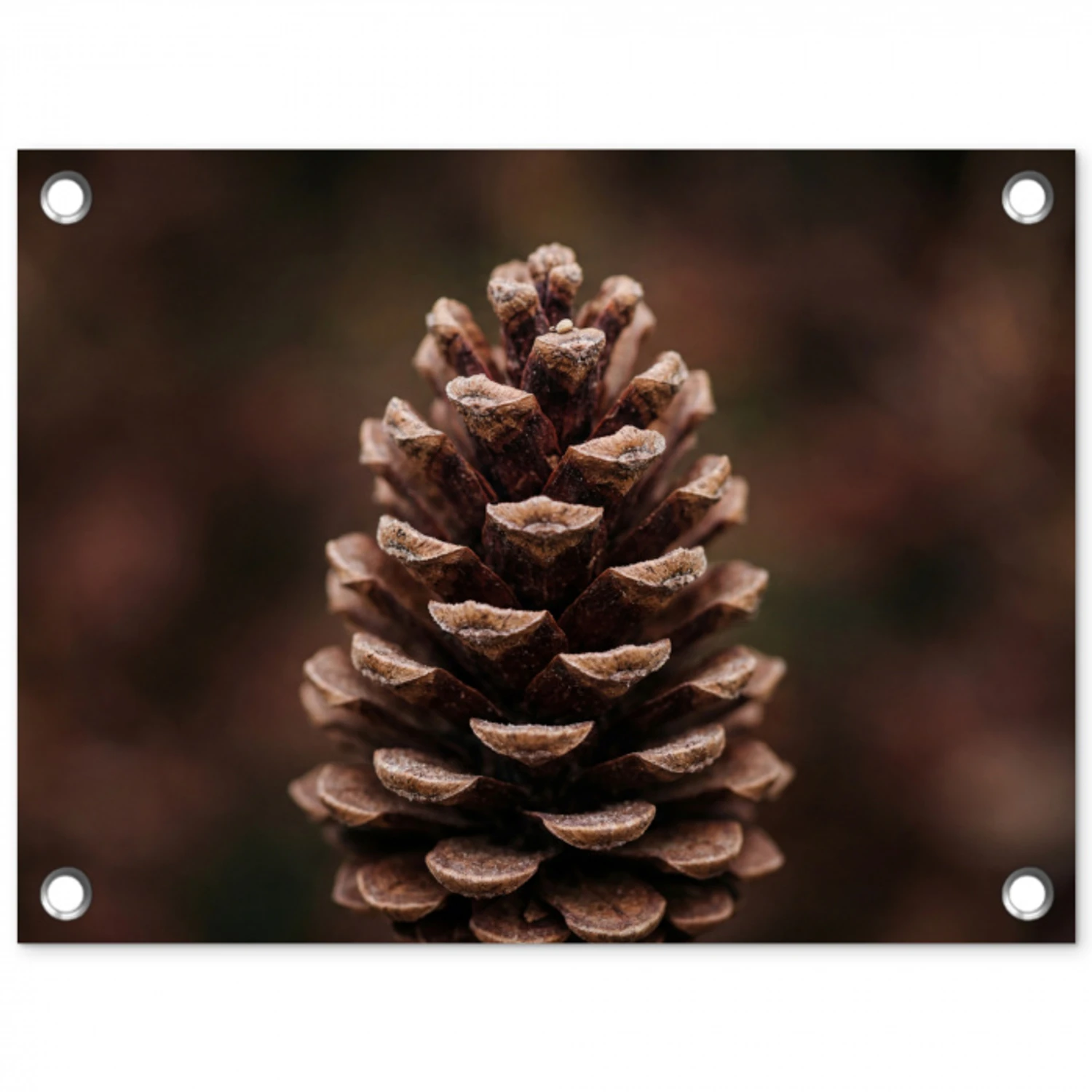 Dennenappel - Bos - Herfst - Bruin - Sfeervol tuinposter los doek klein -3d