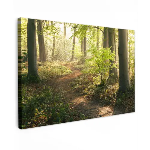Bos - Bomen - Pad - Zon - Planten - Bladeren - Natuur Tuinposter op houten frame 2 cm dik klein -3d