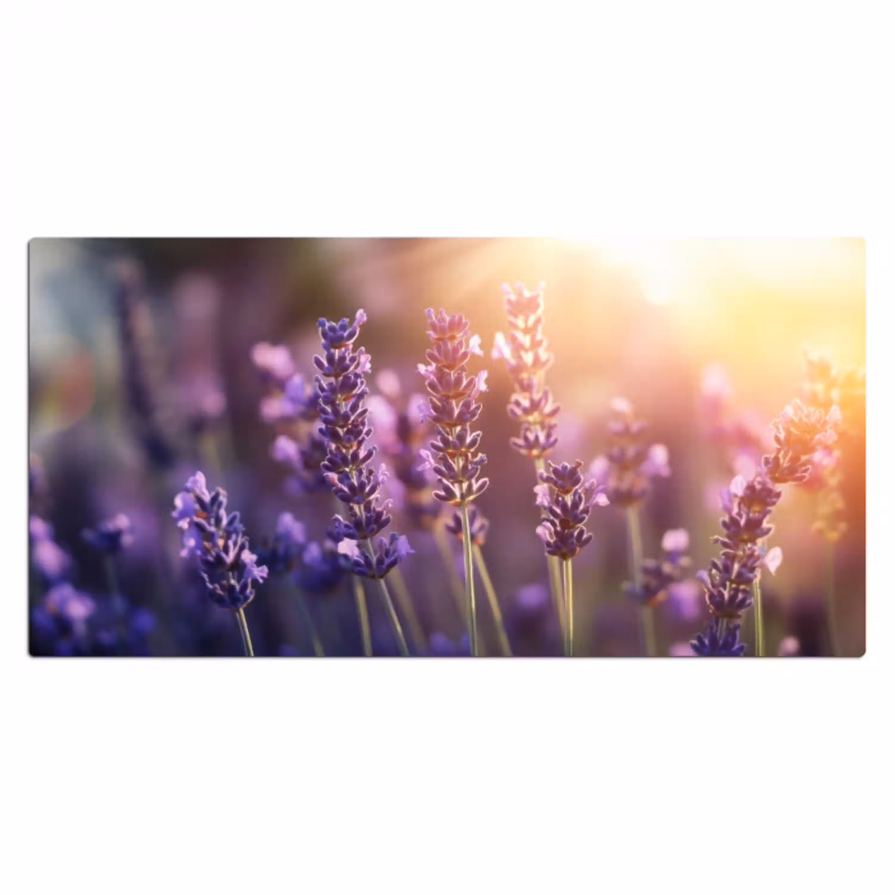 Lavendelbloemen - Paars - Zonlicht Muismat XXL klein -3d_leeg