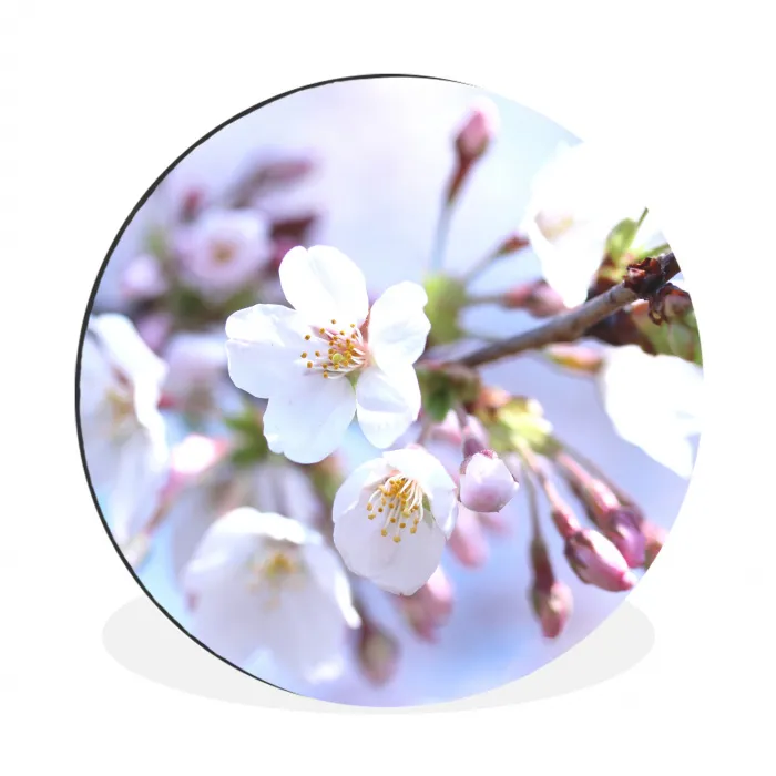 Bloemen - Sakura - Tak - Bloesem takken Wandcirkel aluminium klein -3d