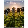 Koeien in de ochtendzon tuinposter los doek klein -3d