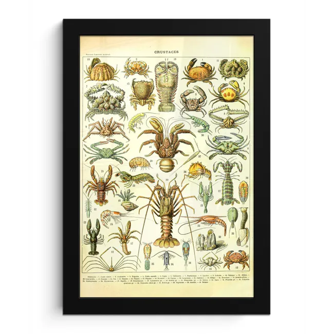 Kreeft - Dieren - Zeedieren - Vintage - Adolphe Millot fotolijst zwart zonder passe partout klein -3d