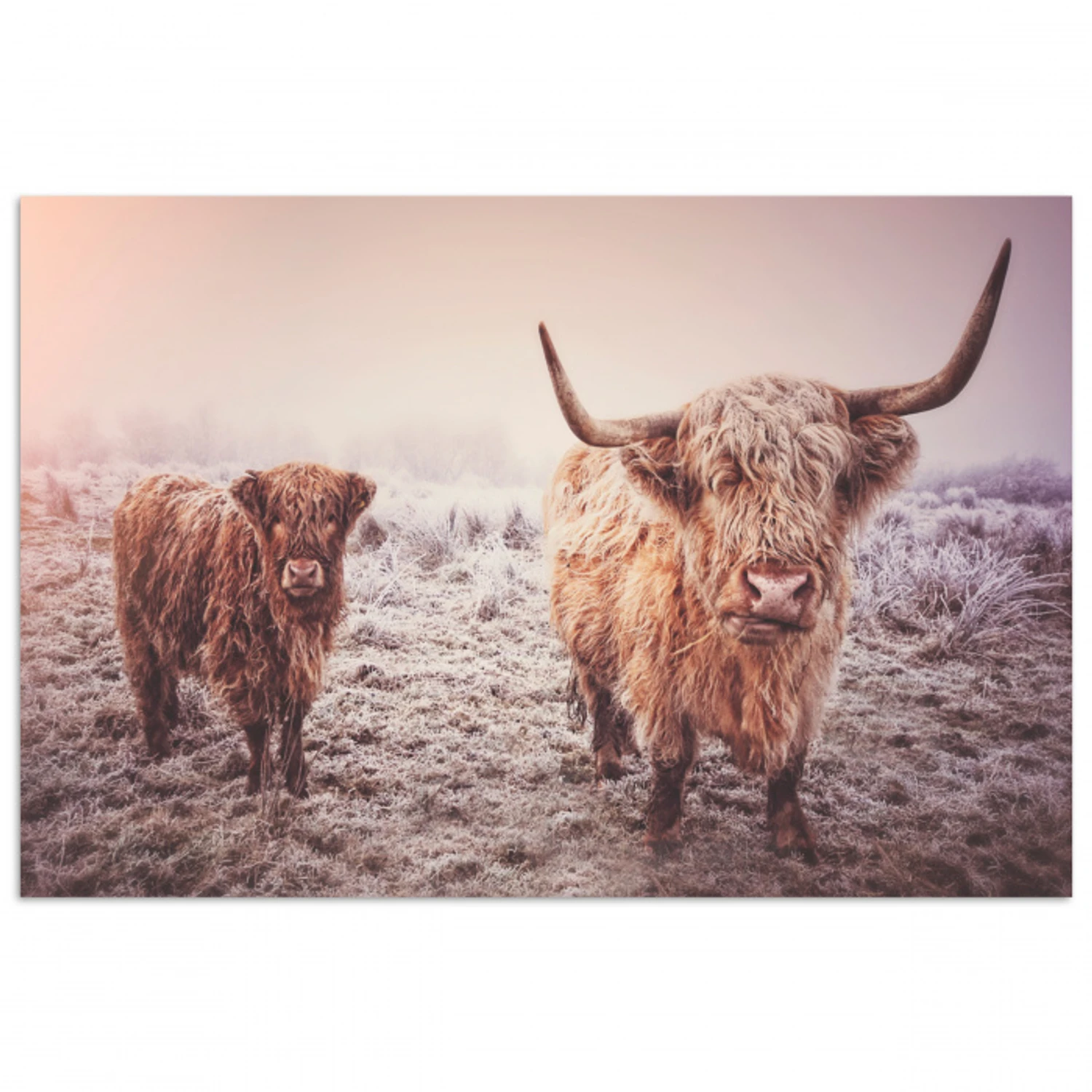 Schotse hooglanders - Licht - Lucht - Natuur poster papier klein -3d