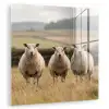 Schapen - Weidenlandschap - Heuvels plexiglas 5mm klein -zzzproduct_nieuw