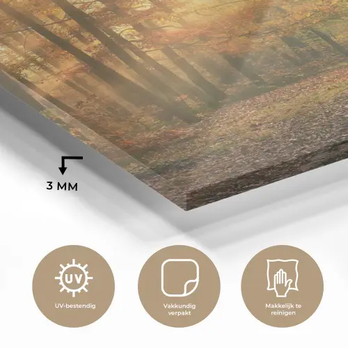 Bos - Herfst - Zon - Landschap - Natuur - Bomen - Bladeren plexiglas 5mm klein -sfeer2