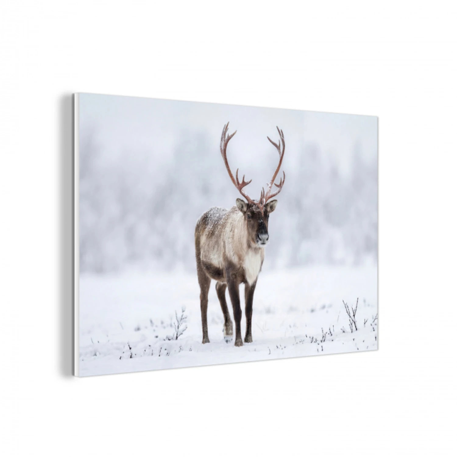 Rendier - Gewei - Toendra - Sneeuw - Wild forex 5mm xxl -3d