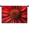Close up - Bloem- Rood Wandkleed katoen klein -zz3d