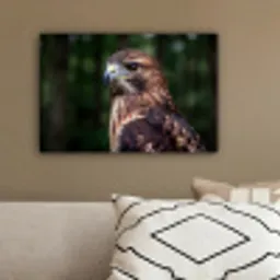 Buizerd - Roofvogel - Natuur - Bruin canvas 2cm klein -sfeer3