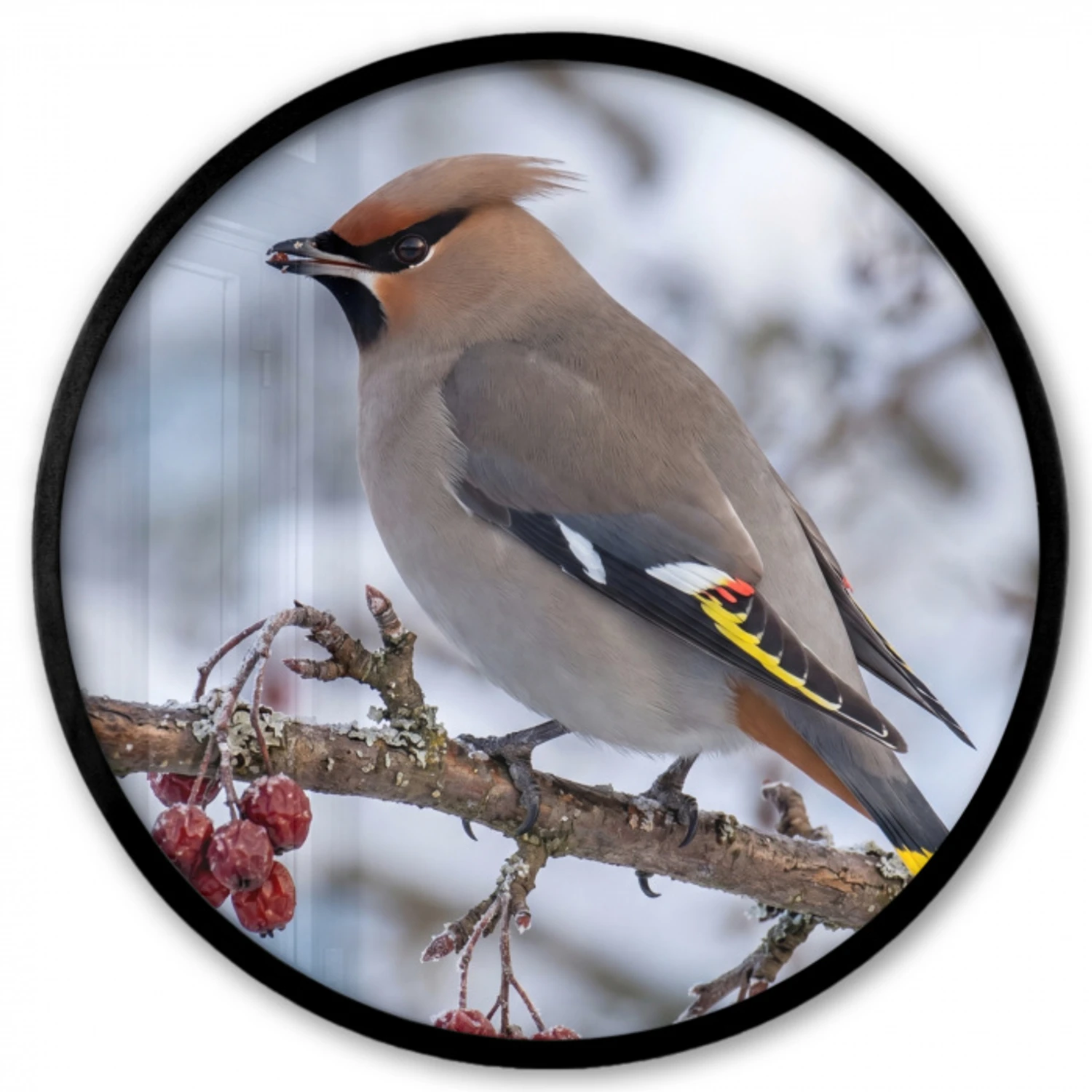Pestvogel - Bessen - Winter - Natuur Fotolijst rond zonder passe partout klein -3d