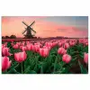Tulpen - Molen - Nederland poster papier klein -3d