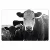 Koeien - Zwart - Wit Placemat vinyl groot -zzsfeer1_Kitchenyeah-website