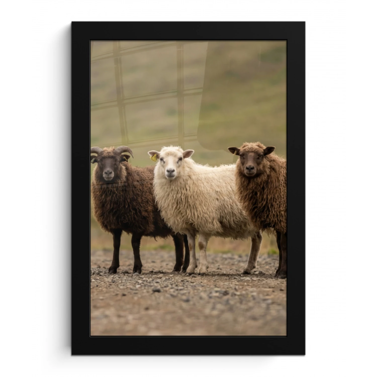 Schapen - Bruin - Wit - Grindpad fotolijst zwart zonder passe partout klein -3d