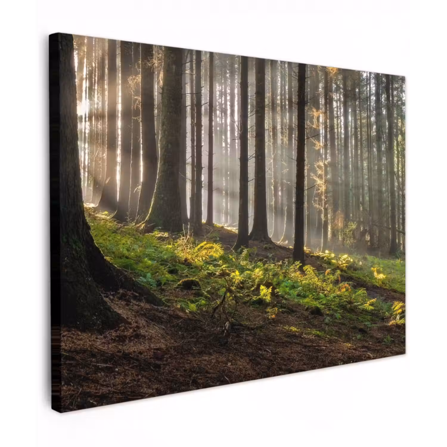 Leinwandbild - Sonne - Äste - Bäume - Wald - Natur
