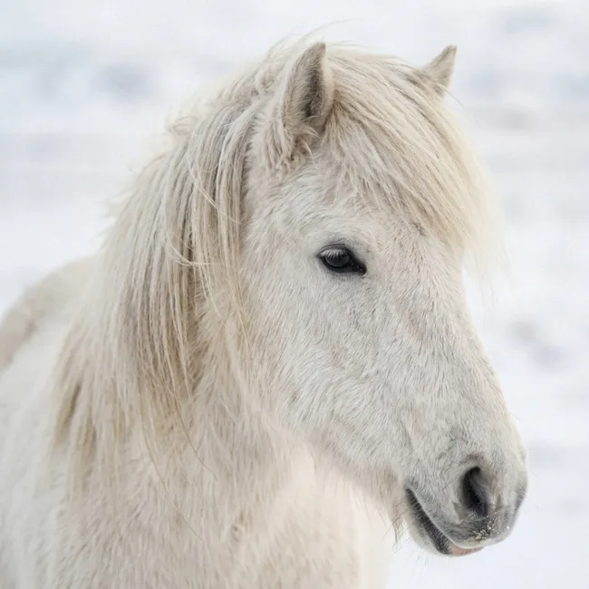 Behang - Paard - Kop - Winter - Dieren - Wit