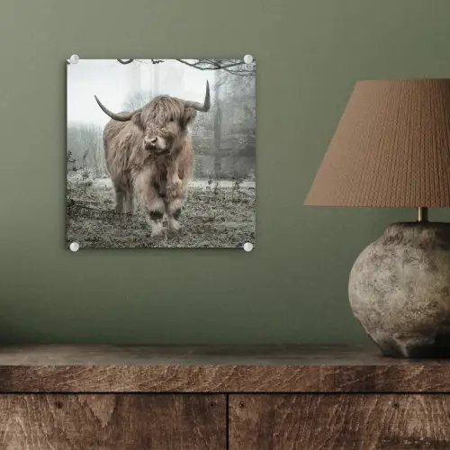 Schotse Hooglander - Bos - Mist - Koe - Dieren - Natuur plexiglas 5mm klein -sfeer3