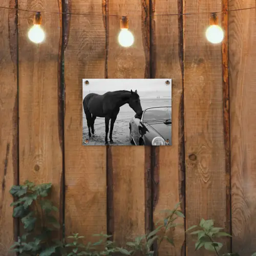 Paard - Auto - Zwart - Wit tuinposter los doek klein -sfeer1