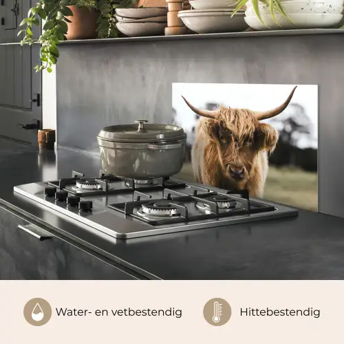 Schotse Hooglander -  Koe - Gras - Dieren - Natuur keuken achterwand spatscherm klein -usp_NL